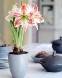 Tulip_Plant_Img