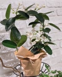 Tulip_Plant_Img