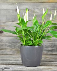 Lily_Plant_Img