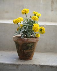 Tulip_Plant_Img