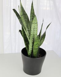 Snake_Plant_Img