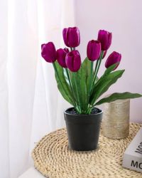 Tulip_Plant_Img